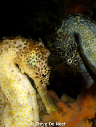 two seahorses being cute at ducomi pier by Steve De Neef 